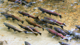 Letter calls for approval of fishery disaster funds